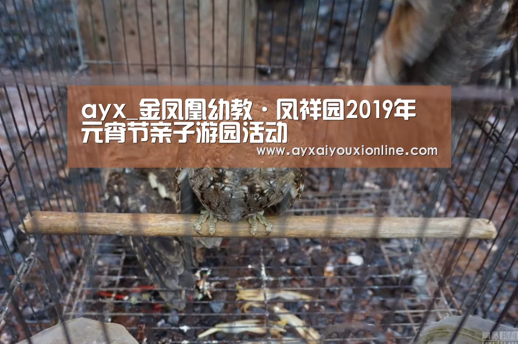 ayx_金凤凰幼教·凤祥园2019年元宵节亲子游园活动(图1)